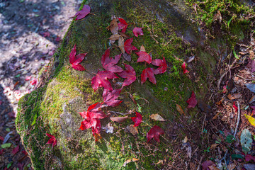 Autumn leaves change color colorful leaves Surrounded by lush trees and vibrant greenery .in spectacular scenes of nature's textures and colors..Different colors of leaves in the forest.