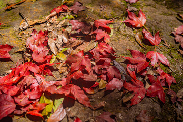 Autumn leaves change color colorful leaves Surrounded by lush trees and vibrant greenery .in spectacular scenes of nature's textures and colors..Different colors of leaves in the forest.