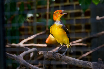 Flame Bowerbird