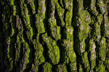 Oak bark texture with green moss