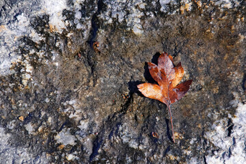 Close up of a leaf