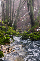 A waterfall in the forrest in the spring