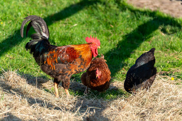 Naklejka na ściany i meble Hahn mit Hennen auf einer Freianlage eines Bio Bauernhofes