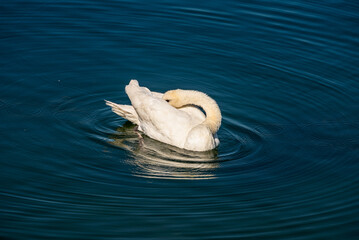 Ein Weißer Schwan auf einem blauen See schwimmend und sich putzend