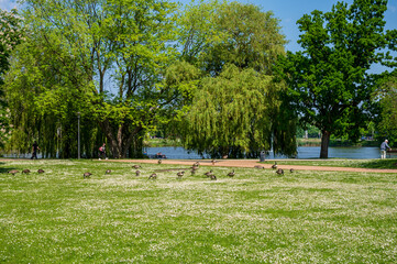 Kanadagänse auf einer Blumenwiese im Hiroshimapark in der Kieler Innenstadt
