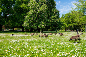Kanadagänse auf einer Blumenwiese im Hiroshimapark in der Kieler Innenstadt