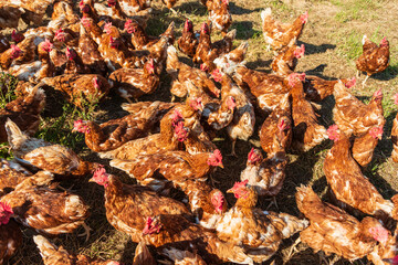Freilaufende Hühner auf einem BIO Bauernhof in Schleswig-Holstein