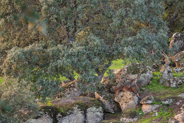 Iberian Red Deer - Cervus elaphus hispanicus, large beautiful iconic animal from Iberian forests...