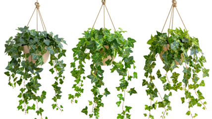 Set of hanging ivy plants on pot, isolated on transparent background