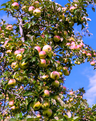 An apple tree branch with fruits is photographed against a blue sky background.