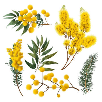 Mimosa spring flowers set isolated on transparent background. Silver wattle tree branch.