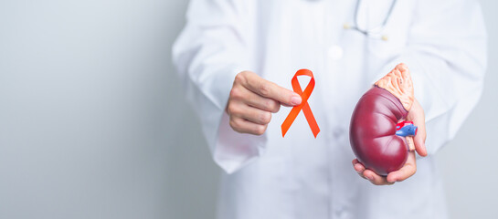 Doctor holding Orange ribbon with kidney Adrenal gland model. Kidney Cancer Awareness March month, disease of Urinary system and Stones, Cancer, Chronic kidney, Urology, Renal and Transplant concept - obrazy, fototapety, plakaty