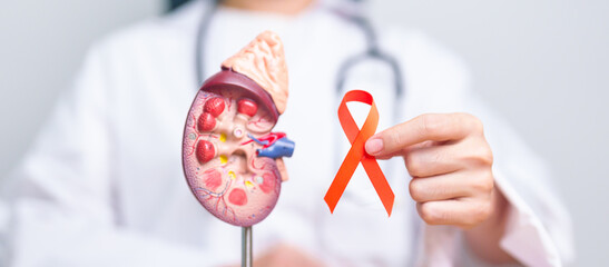 Doctor holding Orange ribbon with kidney Adrenal gland model. Kidney Cancer Awareness March month,...