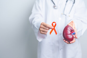 Doctor holding Orange ribbon with kidney Adrenal gland model. Kidney Cancer Awareness March month,...