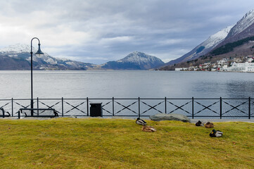 Ducks enjoy a peaceful rest on the lush grass beside a calm lake, with a mountainous backdrop as...