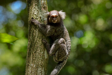 Rio de Janeiro, RJ, Brazil, 01/07/2024 - Common marmosets, Callithrix jacchus, playing in the trees and each other at the State Park of Grajau, an Atlantic Forest reserve