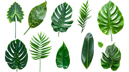 Fototapeta na wymiar Natural of Beautiful Tropical green leaves of leaf isolated on transparent background.