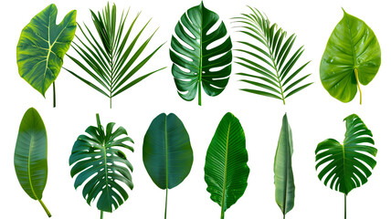 Natural of Beautiful Tropical green leaves of leaf isolated on transparent background. - obrazy, fototapety, plakaty