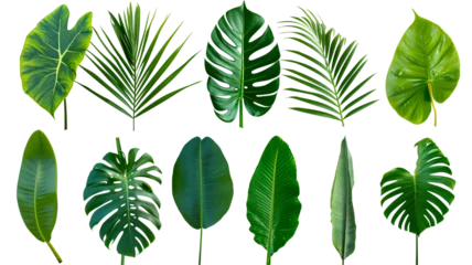 Foto op Plexiglas Natural of Beautiful Tropical green leaves of leaf isolated on transparent background. © MDNANNU