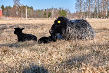 Newborn Gotland sheep lambs in a meadow on a farm in Skaraborg Sweden