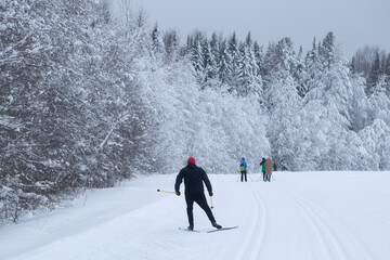 People ski in winter on a ski track through a winter forest.Cross Country skiing.