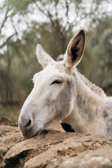Naklejka na ściany i meble portrait of a white donkey in a field