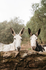 Naklejka na ściany i meble two mules together on a farm