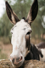 closeup portrait of a mule