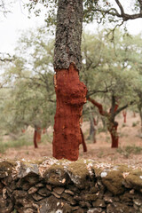 cork tree trunk 