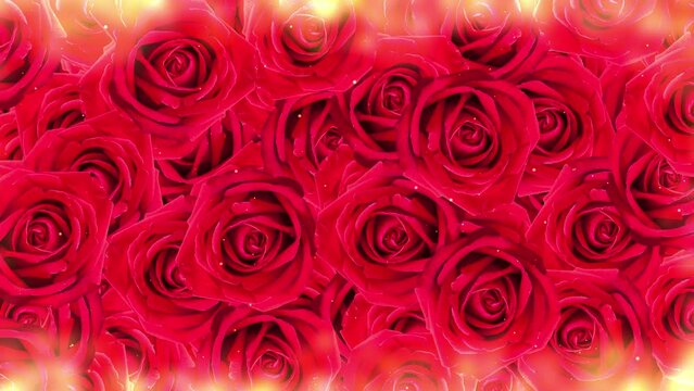 Red roses background. Animated red flowers. Rose blossoms for wedding, birthday. 23,98fps