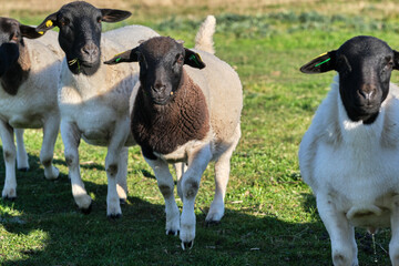 Dorper sheep lambs in a meadow on a farm in Skaraborg Sweden © LightTheurgist