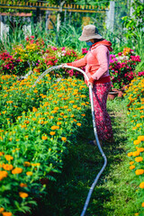 Woman working in flower fields in Ben Tre province, Vietnam. Flowers are grown to sell during Vietnam's traditional Tet holiday.