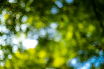 Green leaf background. Green leaf forest on blurred greenery background. Bokeh background. Green nature background. Green leaf in forest. Leaves plants blurred backdrop.