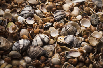 Sea shells pattern. Seashell background. Colorful sea shell as background. Marine sea shells....