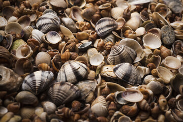 Sea shells pattern. Seashell background. Colorful sea shell as background. Marine sea shells. Exotic ocean shells. Sea shells for wallpaper. Mollusk.