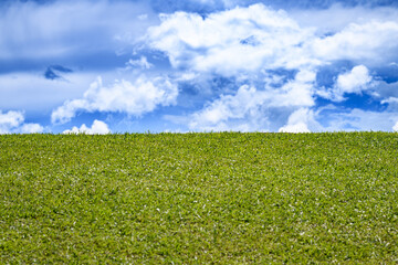 Green field and blue sky. Grass field background. Green grass field background. Grass hills background. Grassy meadow. Grassy hills background. Field with green grass.