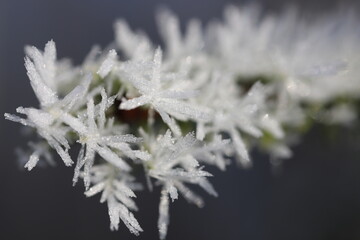 frost on Christmas tree needles