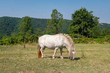 Naklejka na ściany i meble A white pony grazing inside the Langhe Safari Park which houses about 350 animals of fifty species, observable along a five-kilometer automobile route, Murazzano, Cuneo, Piedmont, Italy