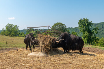 A pair of yak eating hay inside the Langhe Safari Park which houses about 350 animals of fifty...
