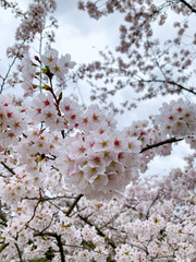 cherry tree blossom