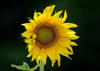 Beautiful Sunflower on Blur Bokeh Background and Sunny Day. Sunflower Wallpaper Close-up Macro.