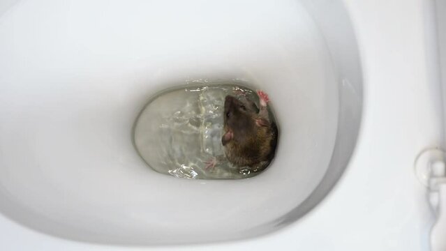 A brown rat is trying to get out of a water pipe. Rodent in a white toilet