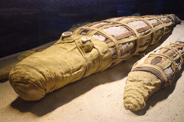 Crocodile Museum located near the Kom Ombo temple where crocodile mummies are on public display