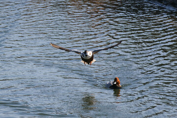 池にいる可愛い渡り鳥のハシビロガモ