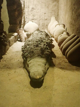 Crocodile Museum located near the Kom Ombo temple where crocodile mummies are on public display