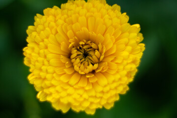 Close up on calendula flower. Macro.