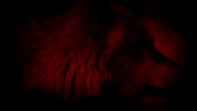 Wolf Red With Glowing Yellow Eyes Portrait