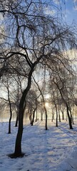 trees in winter