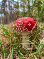 fly agaric mushroom