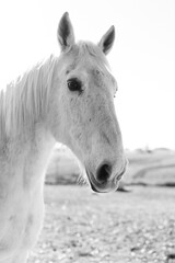 black and white portrait of a horse